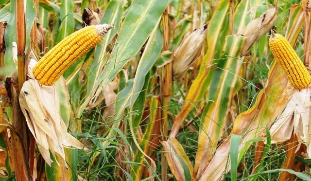 Governo do Estado publica lista de preço médio do milho, sorgo, soja, algodão e derivados