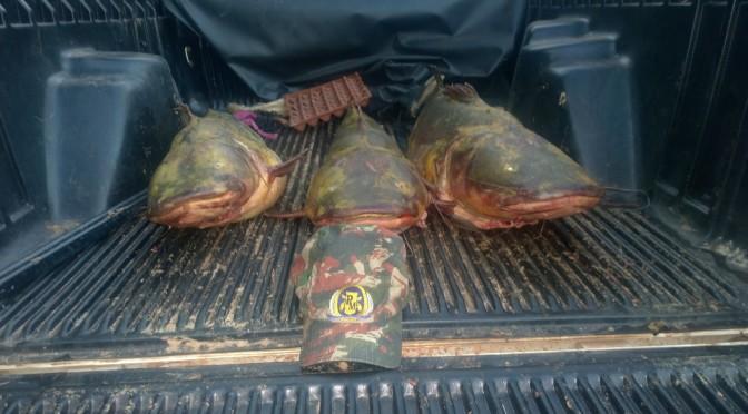 PMA prende dois transportando 50 kg de pescado capturado em piracema e com petrecho proibido