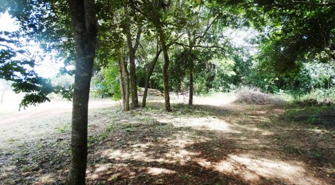 Convênio do Imasul garante plantio de sete hectares no Mata do Segredo