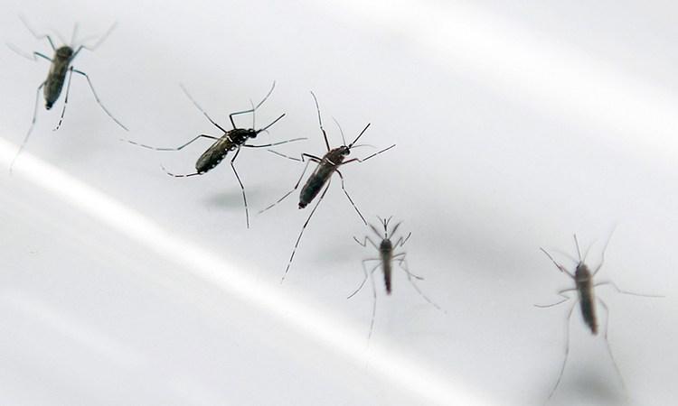 OMS declara zika uma emergência mundial de saúde pública