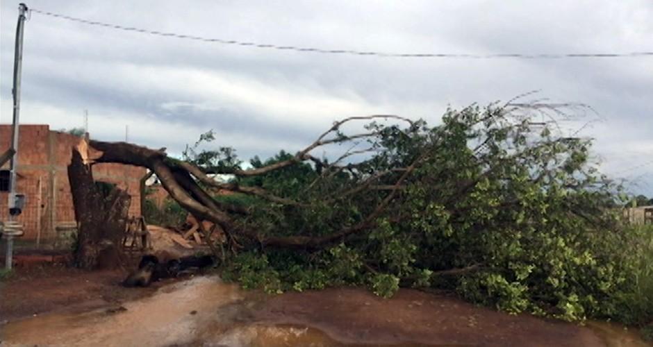 Temporal causa destruição em Campo Grande