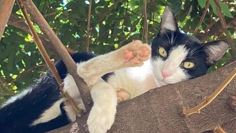 Projeto quer garantir que cães e gatos circulem livremente em condomínios de Campo Grande