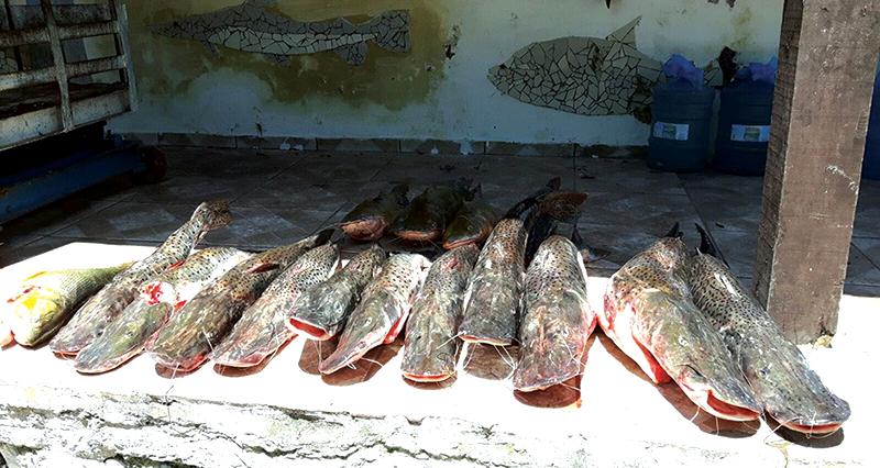 PMA prende piloteiro com 113 kg de pescado