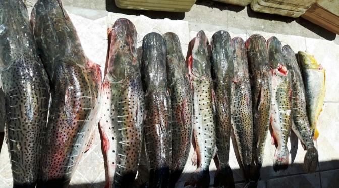 Polícia Militar Ambiental faz no Carnaval a maior apreensão de pescado desde 2007