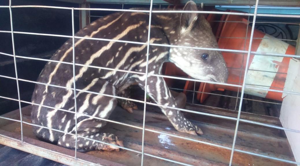 PMA recolhe filhote de anta encontrado atropelado à margem de rodovia