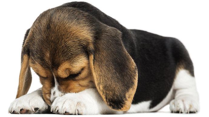 Juiz determina guarda compartilhada de cão em processo de divórcio