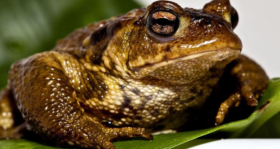 Sapos e rãs são usados no combate à dengue