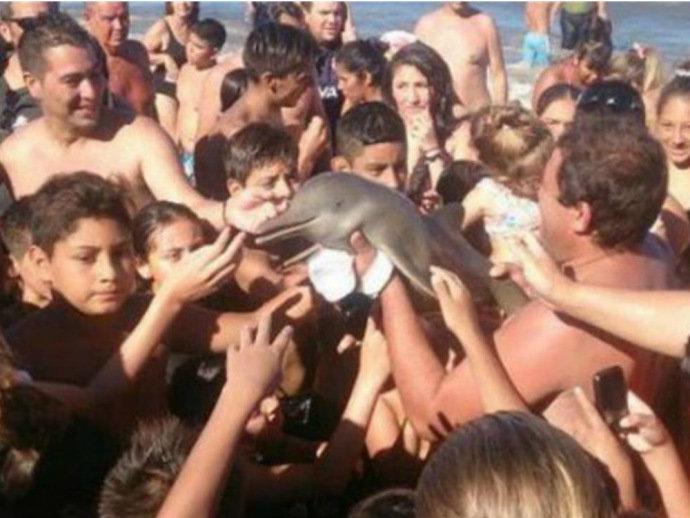 Idiotice: Banhistas tiram golfinho da água para fazerem selfie e o animal morre