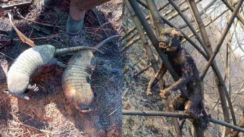 Incêndios no Pantanal triplicam em uma semana e nº de animais carbonizados chama atenção