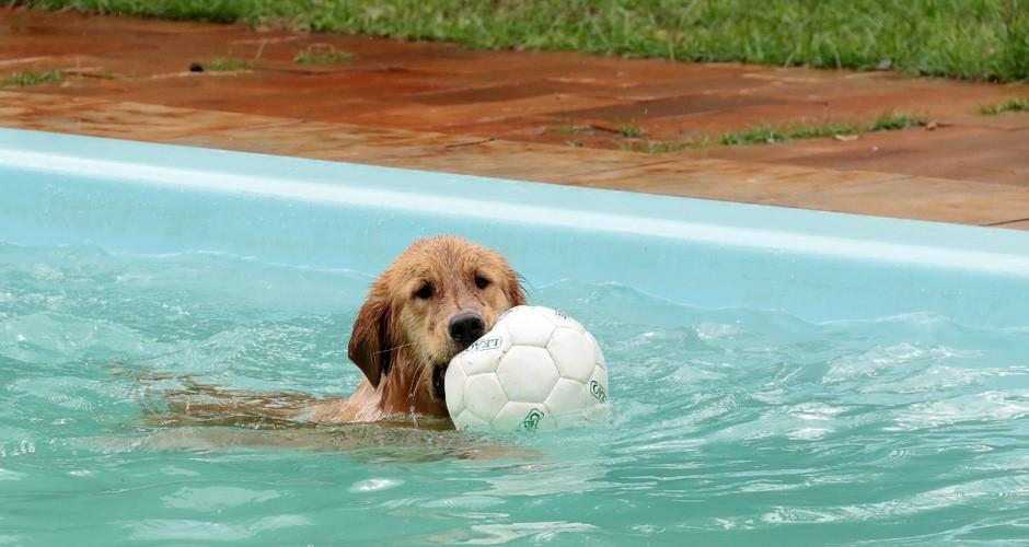 Cachorros se divertem em creche só deles na Capital