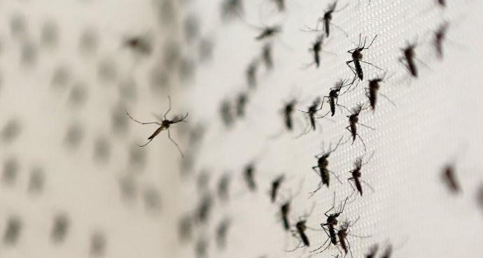 Confirmada primeira morte por chikungunya