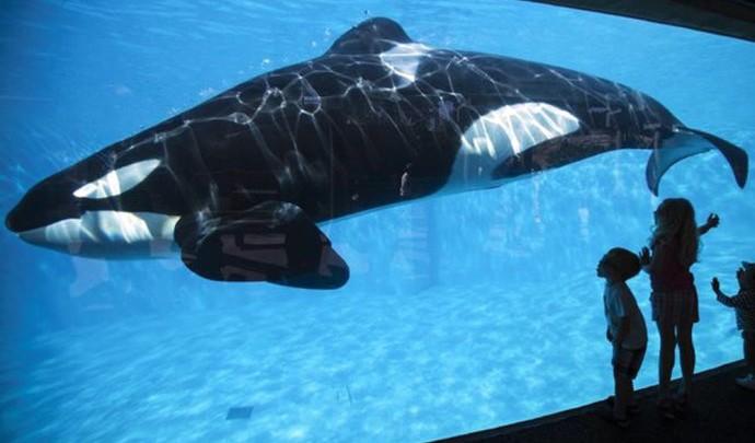 SeaWorld anuncia fim de programa de espetáculos com orcas