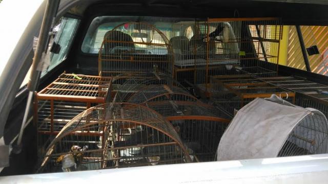Dono de criadouro de pássaros é autuado por possuir aves ilegais