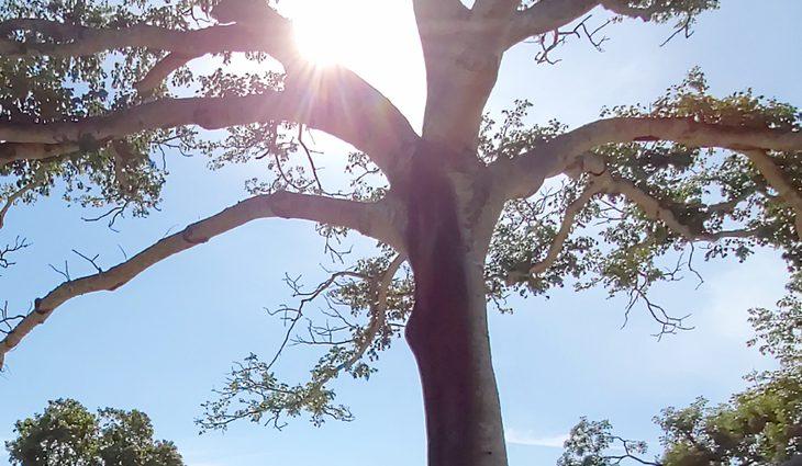 Sol brilha forte em todo Mato Grosso do Sul neste domingo