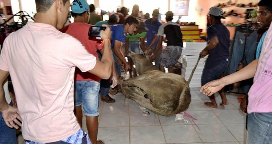 Boi invade lojas e causa destruição em Sonora