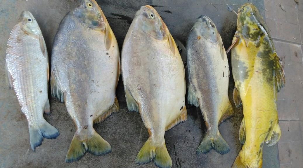 Jovem é detido e multado em R$ 1,7 mil por pescar em local proibido