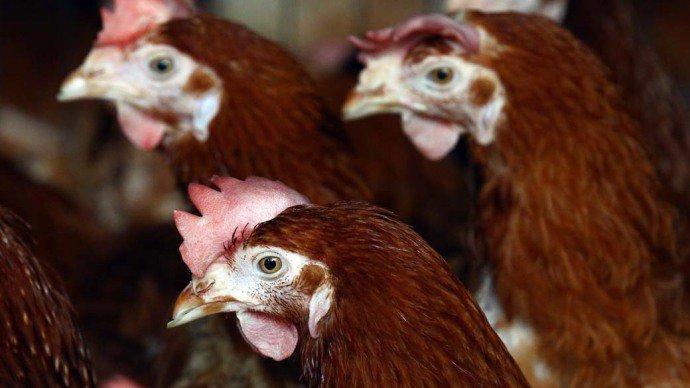Instituto Butantã usa 54 milhões de ovos para produzir vacina da gripe