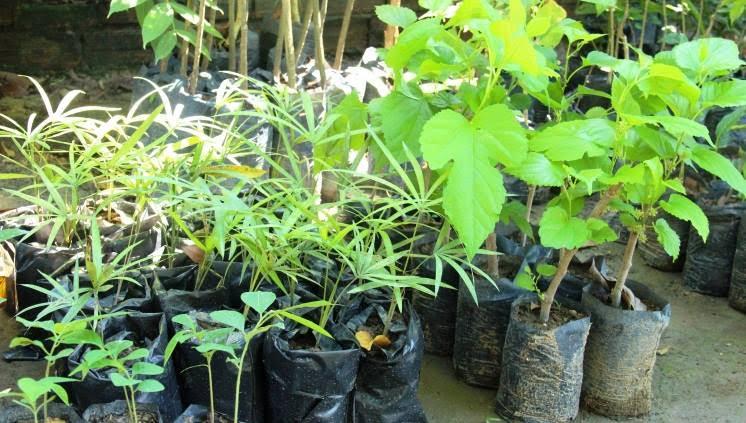 Prefeitura de Jardim distribui mudas para a população