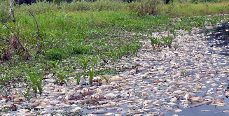 Queda de oxigênio desafia vida aquática no pantanal