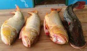 Paulistas são autuados por realizarem transporte ilegal de pescado