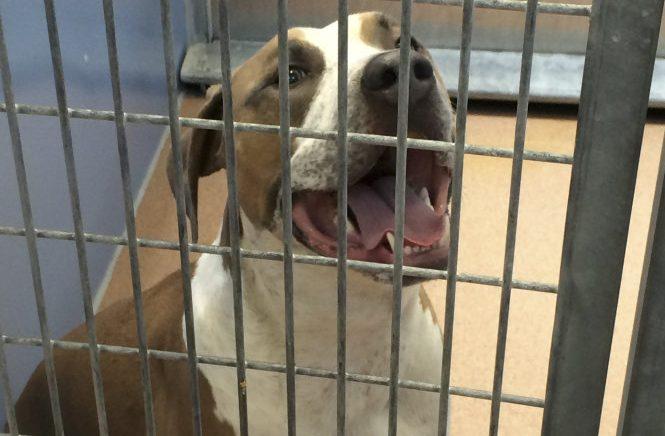 Recém-nascido é atacado por pitbull e morre nos EUA