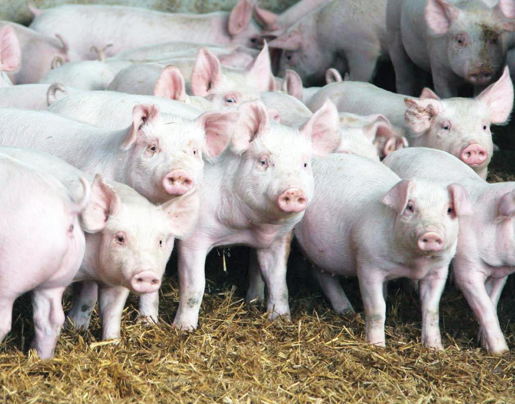 Governo altera decreto sobre Proap de Mato Grosso do Sul