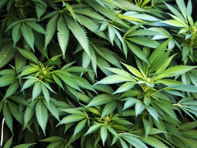 Alemanha vai liberar maconha medicinal em 2017