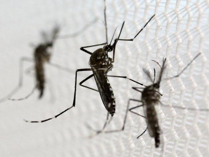 Rio-2016 pode trazer vinte novos vírus ao Brasil