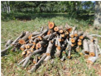 Assentados são autuados por desmatamento e extração de madeira