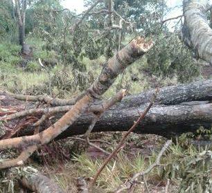 Arrendatário é autuado em R$ 15 mil por extração de madeira protegida