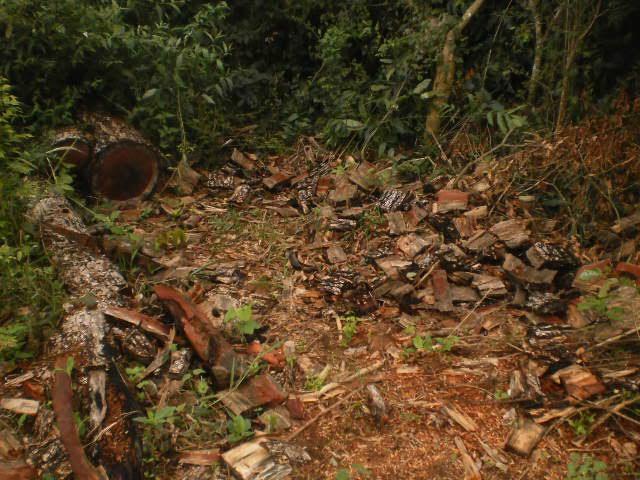Arrendatário de fazenda é autuado por exploração madeira de lei