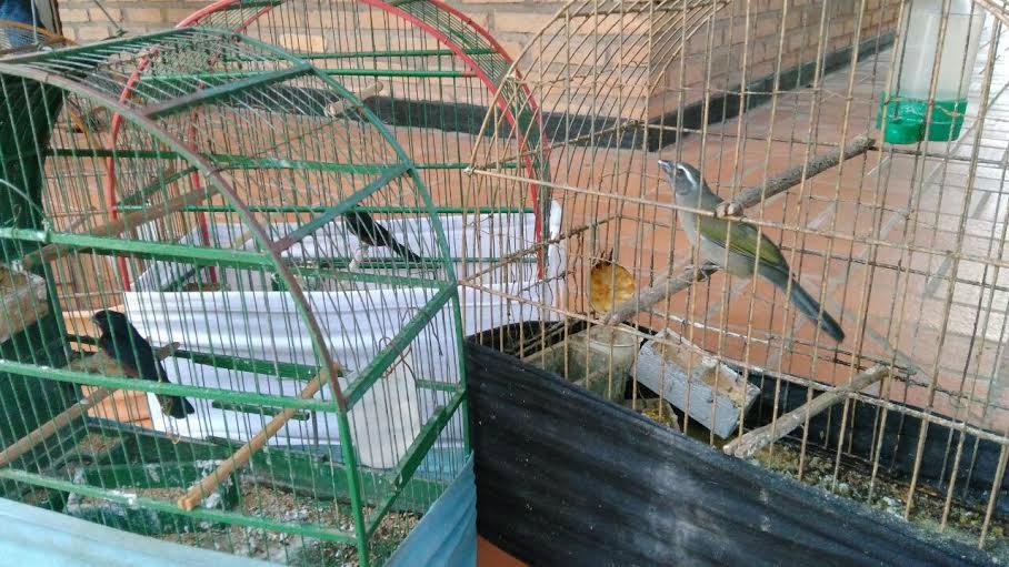 Idoso é multado por manter pássaros ilegalmente em cativeiro