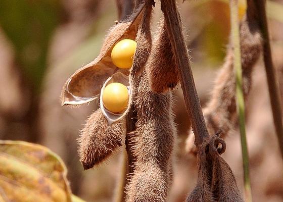 MS se torna o terceiro maior exportador do País