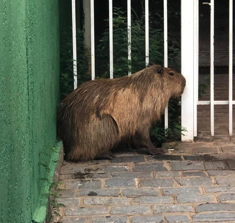 Vídeo: Capivara passeia pelo centro de Campo Grande