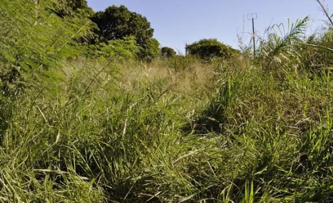 Ao sair de culto, jovem é levada para matagal e sofre tentativa de estupro