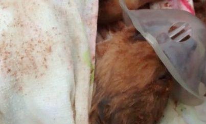 Cão é reanimado com respiração boca-a-boca