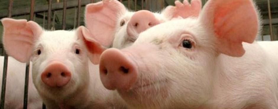 Mato Grosso do Sul é zona livre da peste suína