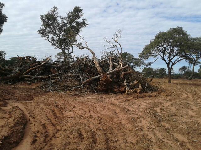 Fazendeiro terá que pagar R$ 7,2 mil por exploração ilegal de madeira