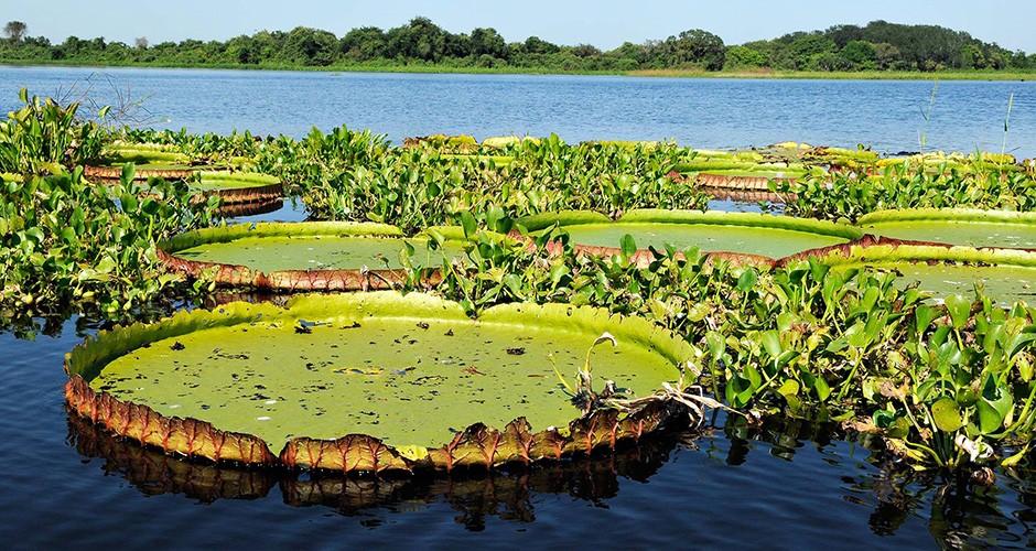 Projeto tenta salvar cabeceiras do Pantanal