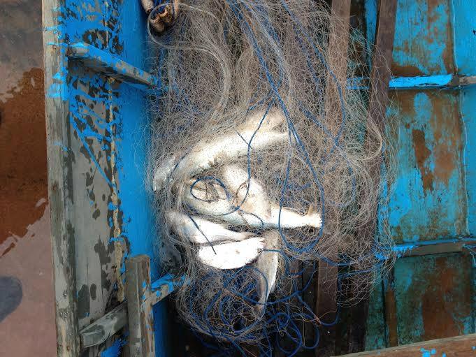 PMA prende pescador profissional com redes ilegais e apreende pescado