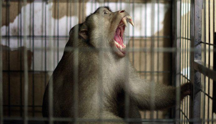Macaco provoca apagão em todo o território do Quênia