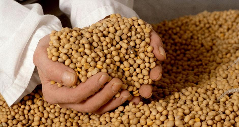 MS concorre a maior produtor de soja do país