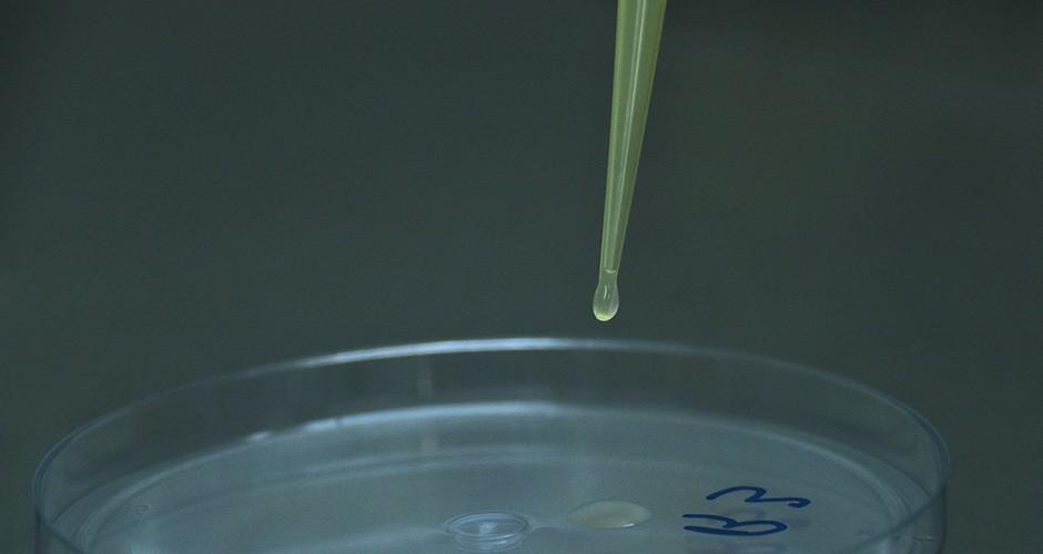 Cientistas buscam remédios na fauna pantaneira