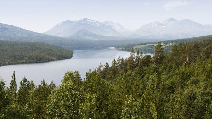 Noruega é o primeiro país do mundo a banir o corte de árvores