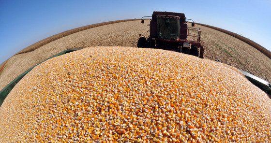 Produção de milho recua 13% em todo o Estado