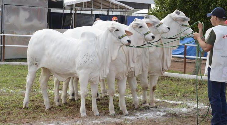 Sindicato Rural de Bela Vista prepara grande festa para os 45 anos de Expobel
