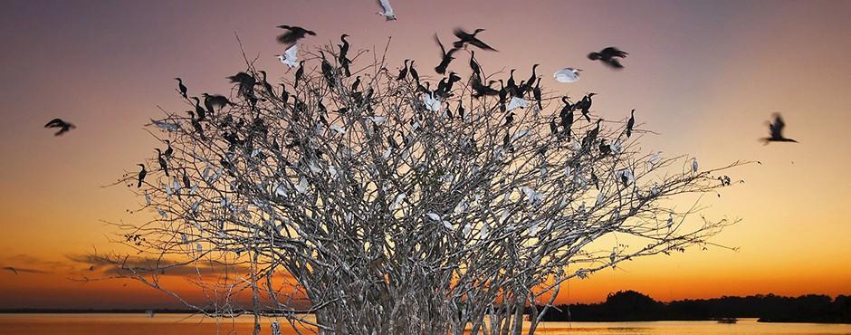Jornalista americana revela segredos do Pantanal