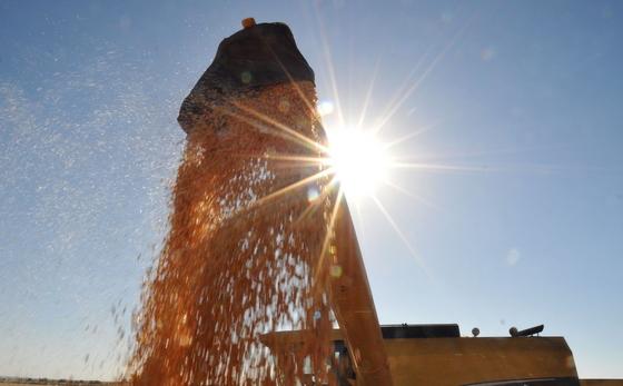 Maior oferta derruba preço do milho em 28% só em junho