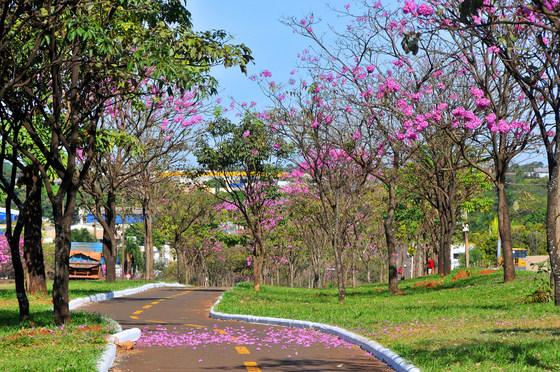 Colorido dos Ipês toma conta de Campo Grande no inverno