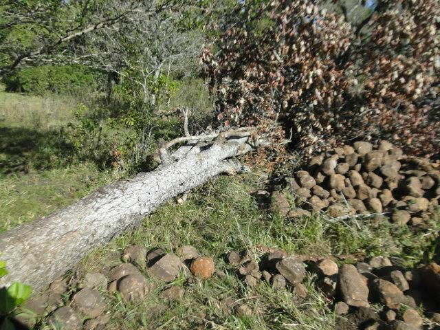 Proprietário rural é multado em R$ 6 mil por desmatamento irregular